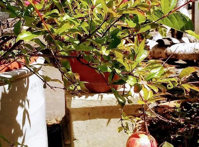 Apartamento Oase Der Geborgenheit *