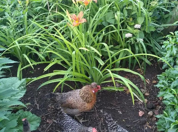 Oase Der Geborgenheit Apartamento *